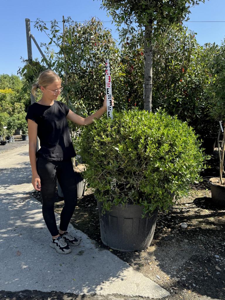 Phillyrea angustifolia kugelförmig