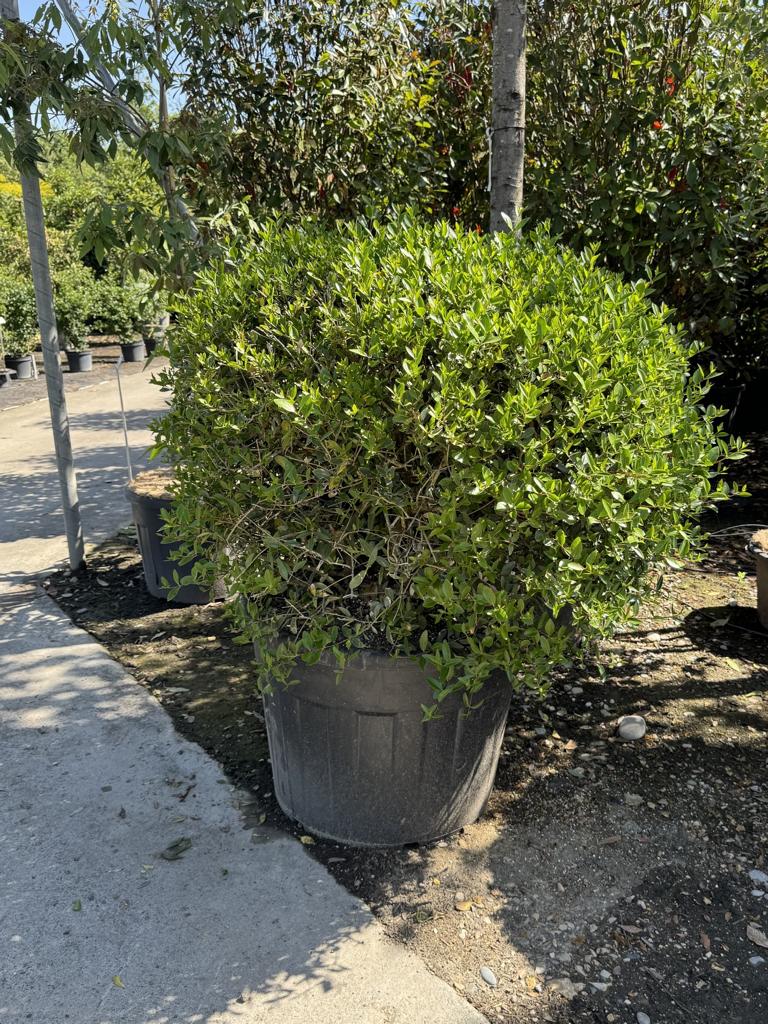 Phillyrea angustifolia kugelförmig