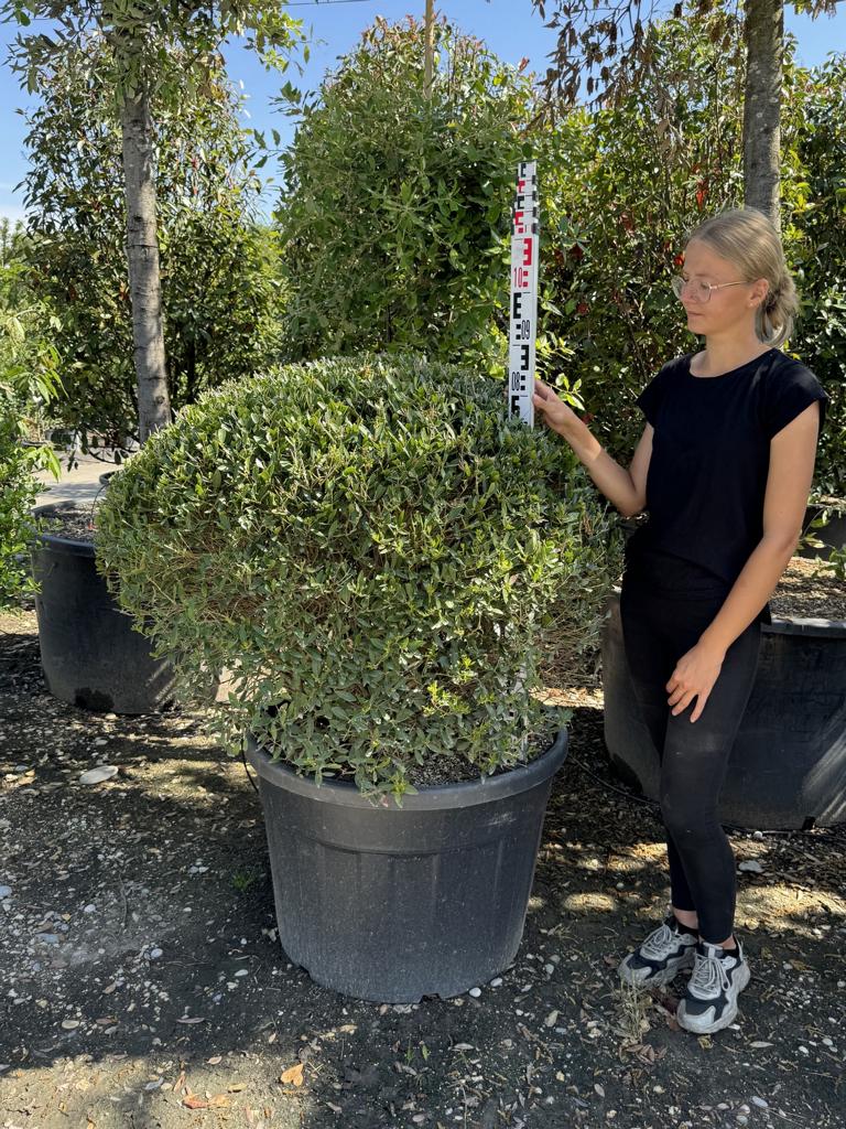 Phillyrea angustifolia kugelförmig
