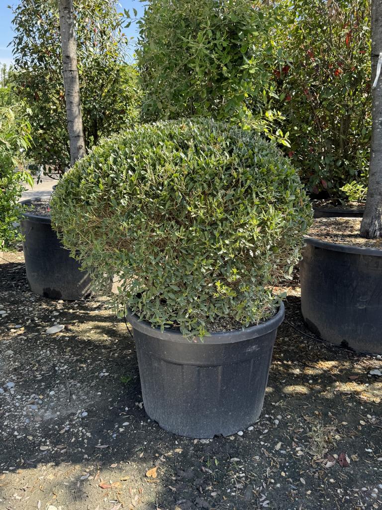 Phillyrea angustifolia kugelförmig