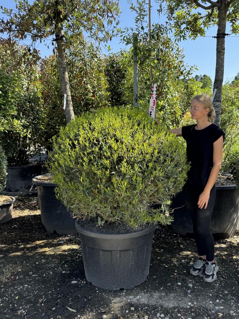 Phillyrea angustifolia kugelförmig