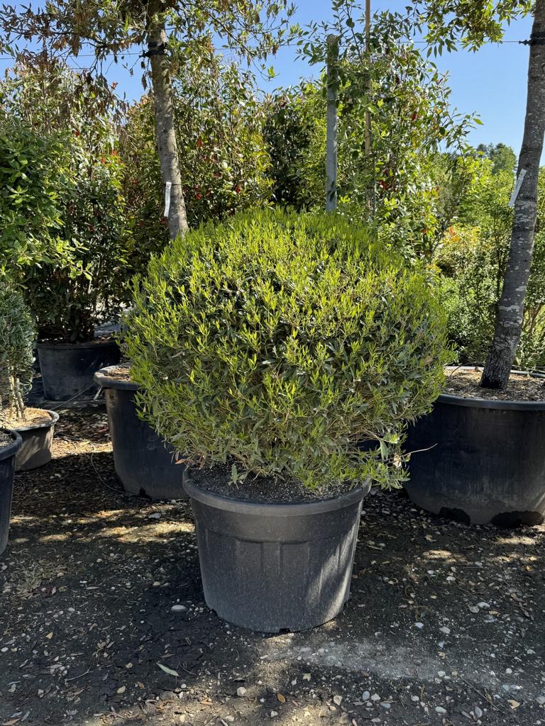 Phillyrea angustifolia kugelförmig