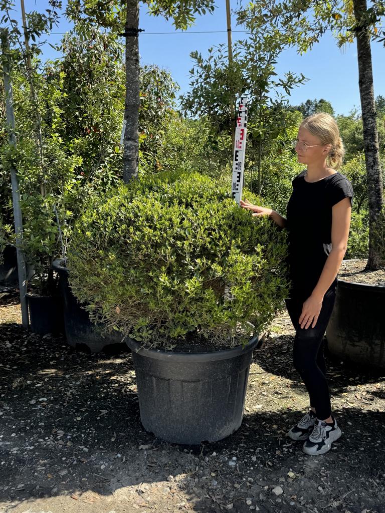 Phillyrea angustifolia kugelförmig