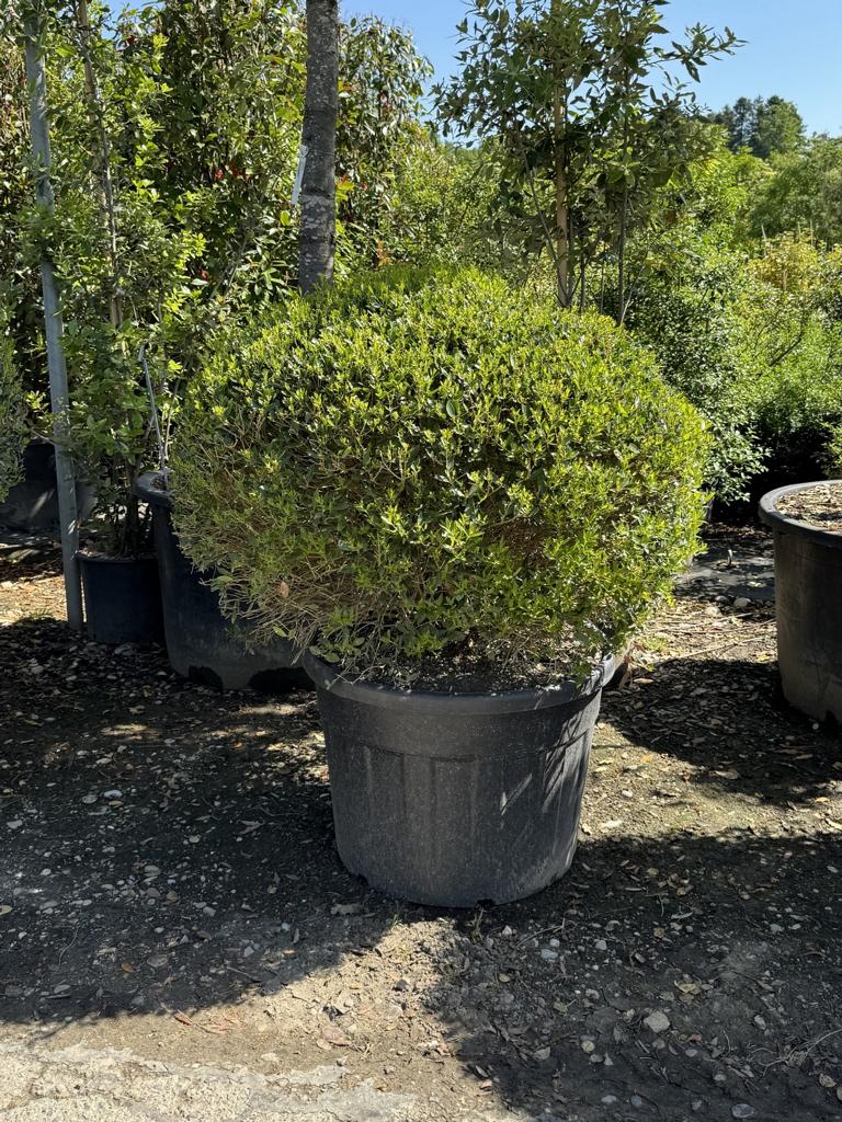 Phillyrea angustifolia kugelförmig