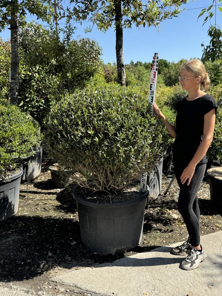 Phillyrea angustifolia kugelförmig