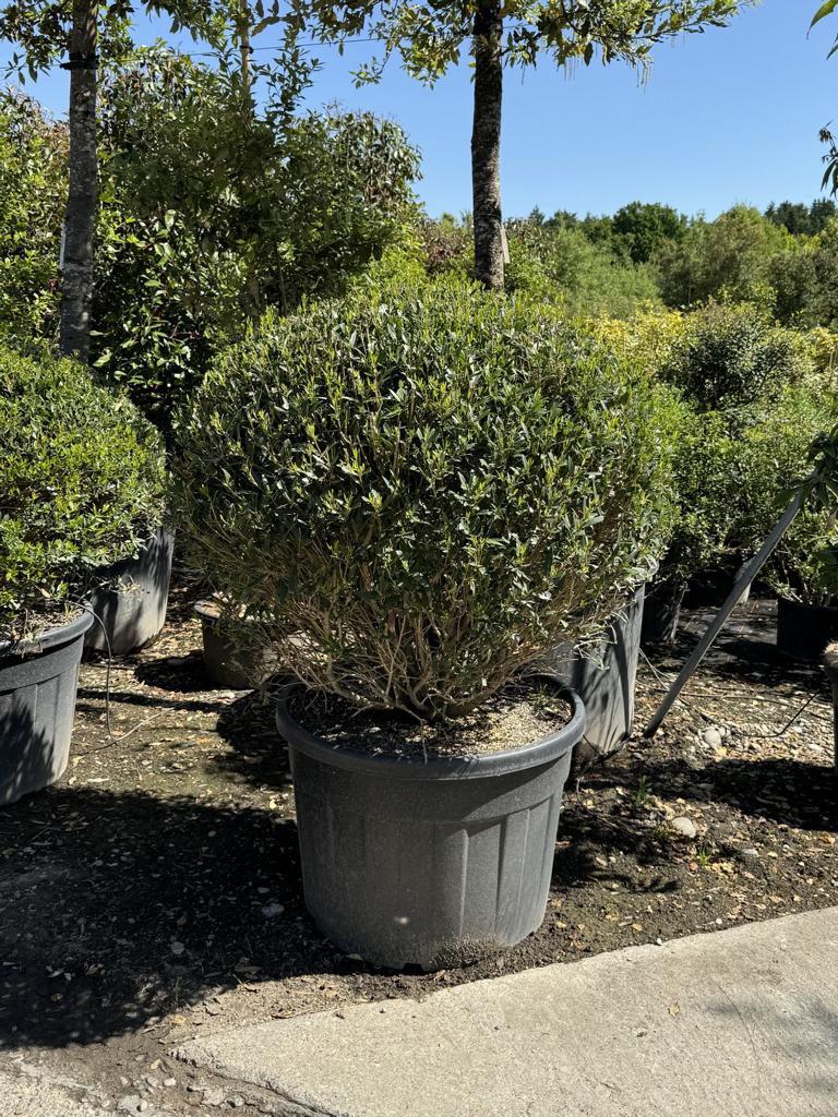 Phillyrea angustifolia kugelförmig
