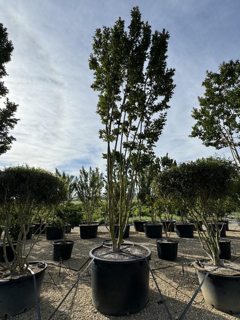 Lagerstroemia 'Sioux'