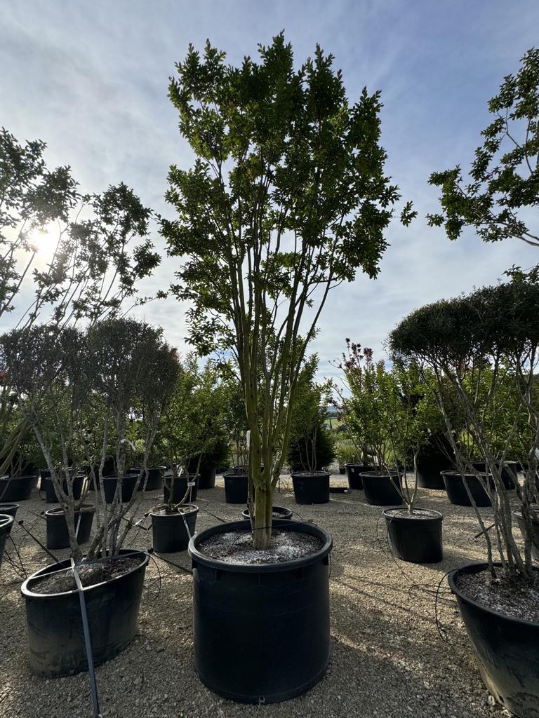 Lagerstroemia indica 'Rosea'