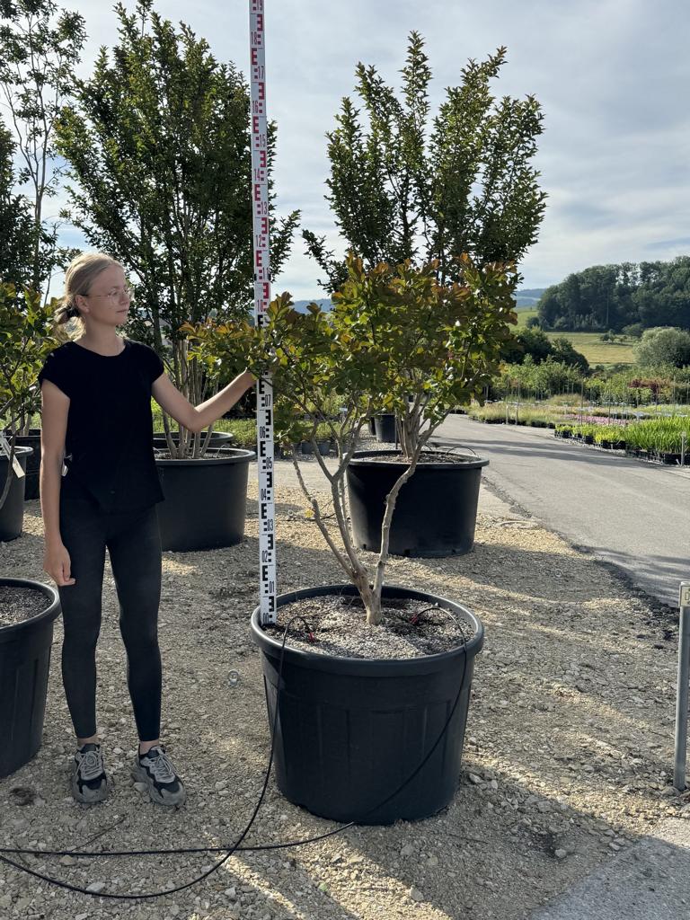 Lagerstroemia indica 'Perigord Pourpre'