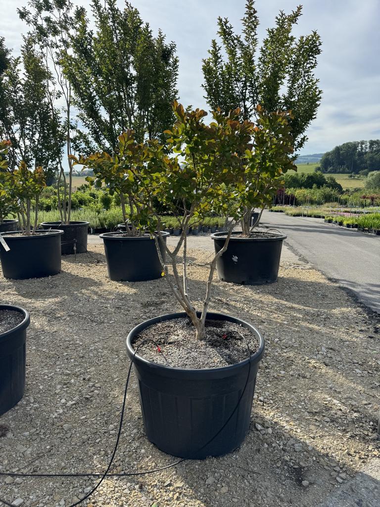Lagerstroemia indica 'Perigord Pourpre'