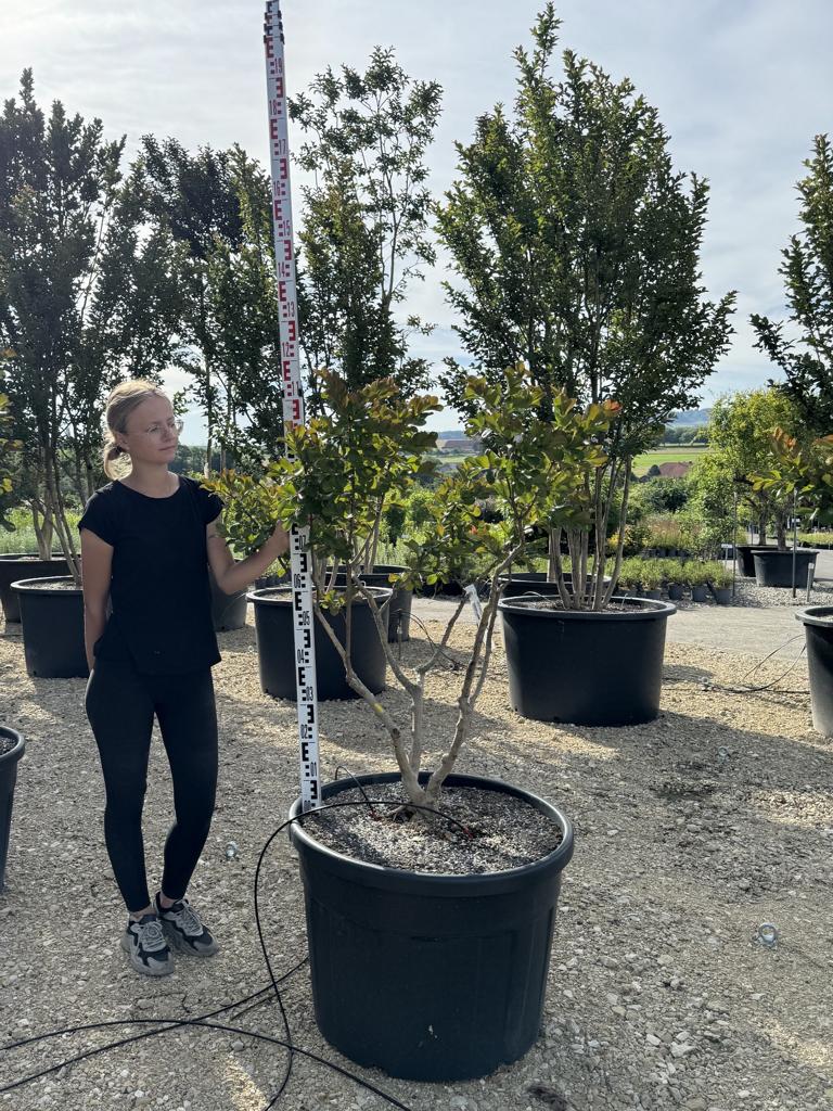 Lagerstroemia indica 'Perigord Pourpre'