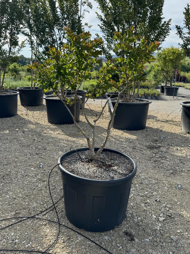 Lagerstroemia indica 'Perigord Pourpre'