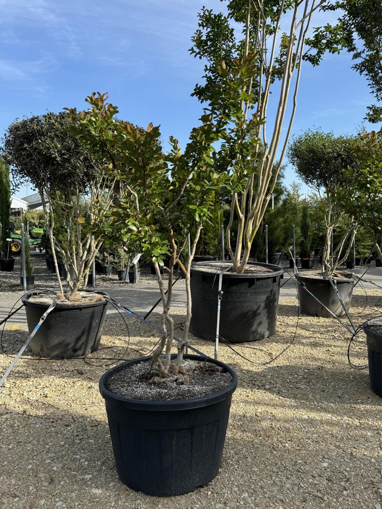 Lagerstroemia indica 'Braise d'Été'