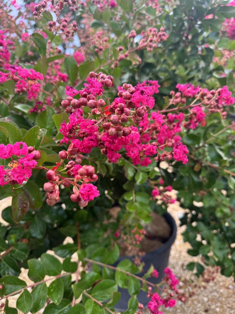 Lagerstroemia indica 'Braise d'Été'