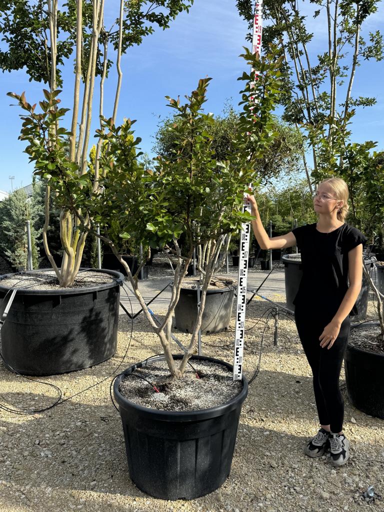 Lagerstroemia indica 'Braise d'Été'