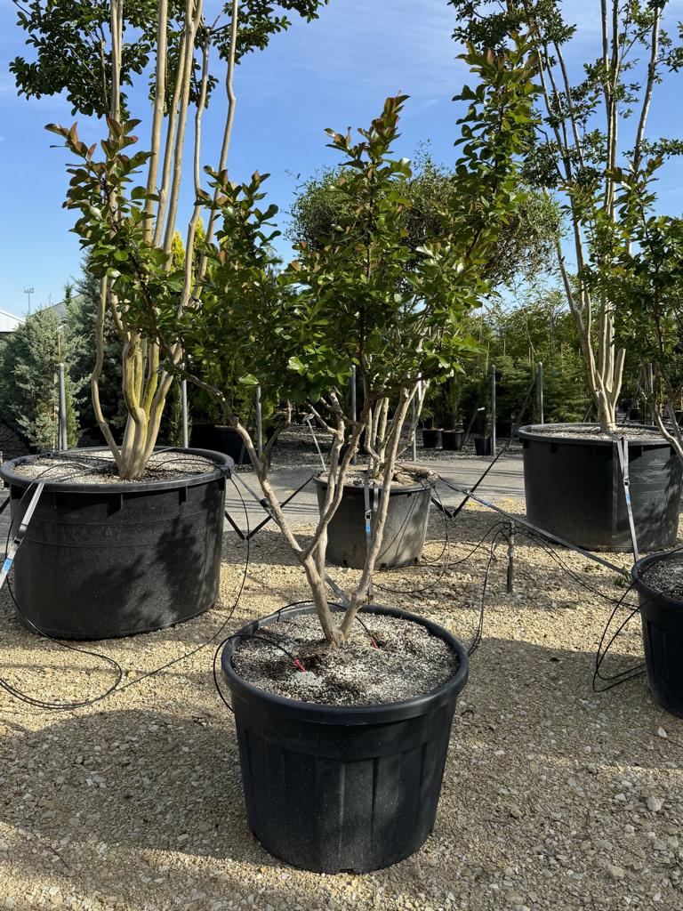 Lagerstroemia indica 'Braise d'Été'