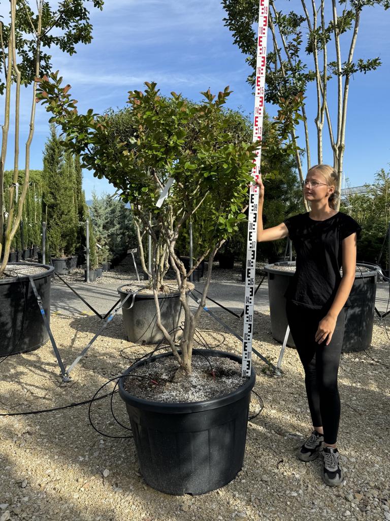 Lagerstroemia indica 'Braise d'Été'