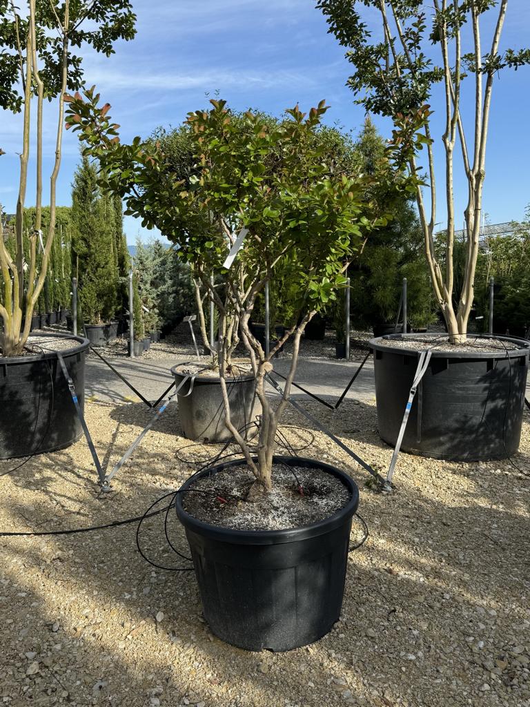 Lagerstroemia indica 'Braise d'Été'