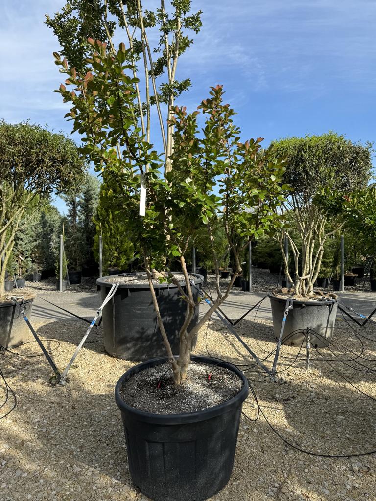 Lagerstroemia indica 'Braise d'Été'