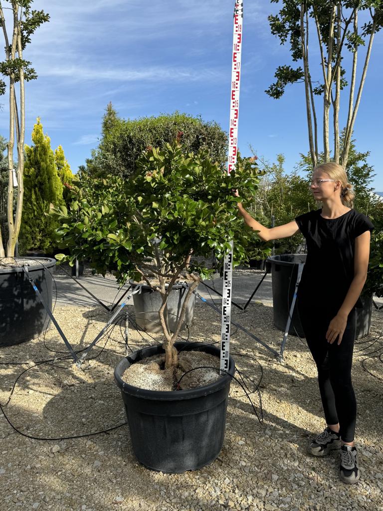 Lagerstroemia indica 'Perigord Pourpre'