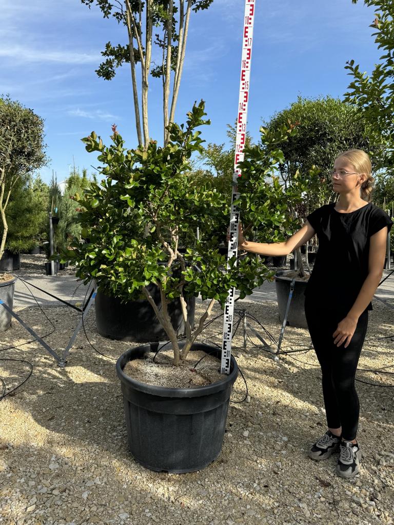 Lagerstroemia indica 'Perigord Pourpre'