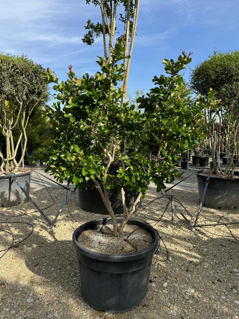 Lagerstroemia indica 'Perigord Pourpre'