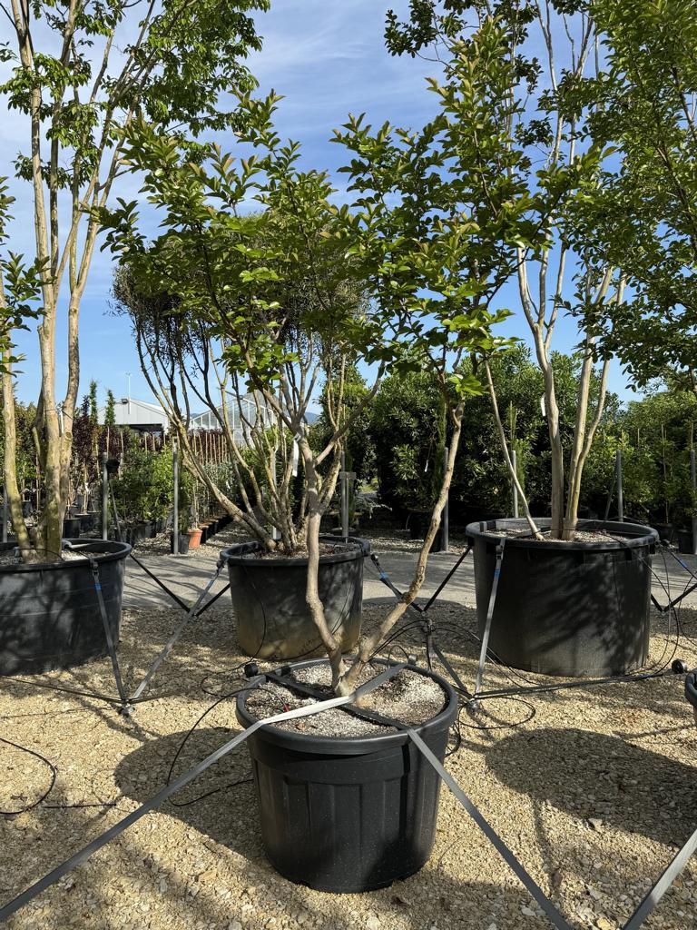 Lagerstroemia indica 'Monbazillac'