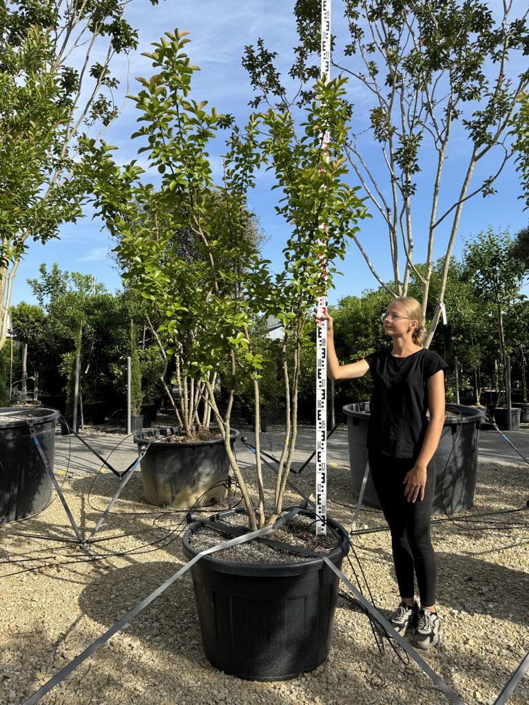Lagerstroemia indica 'Yang Tse'