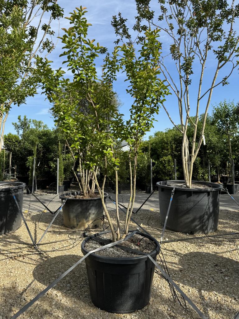 Lagerstroemia indica 'Yang Tse'