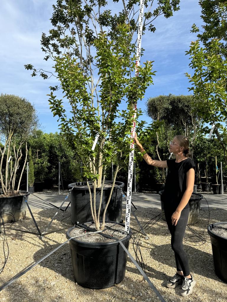 Lagerstroemia indica 'Yang Tse'