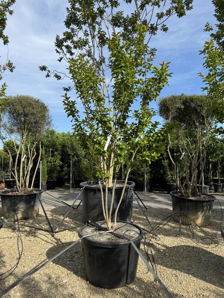 Lagerstroemia indica 'Yang Tse'