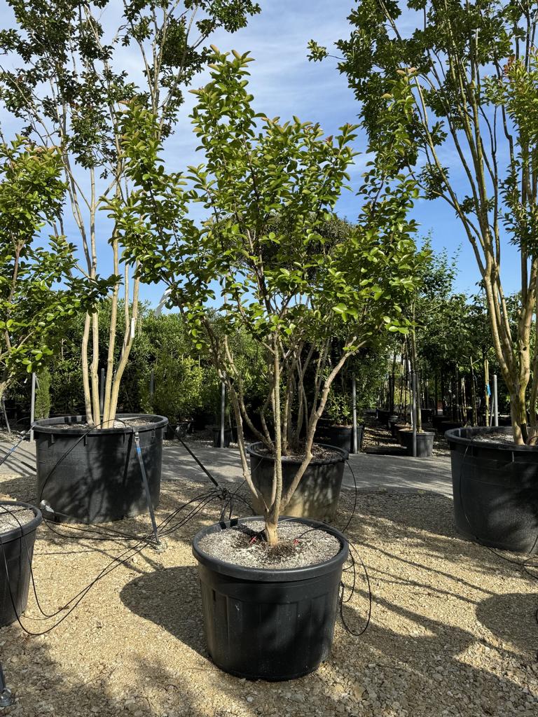 Lagerstroemia indica 'Yang Tse'