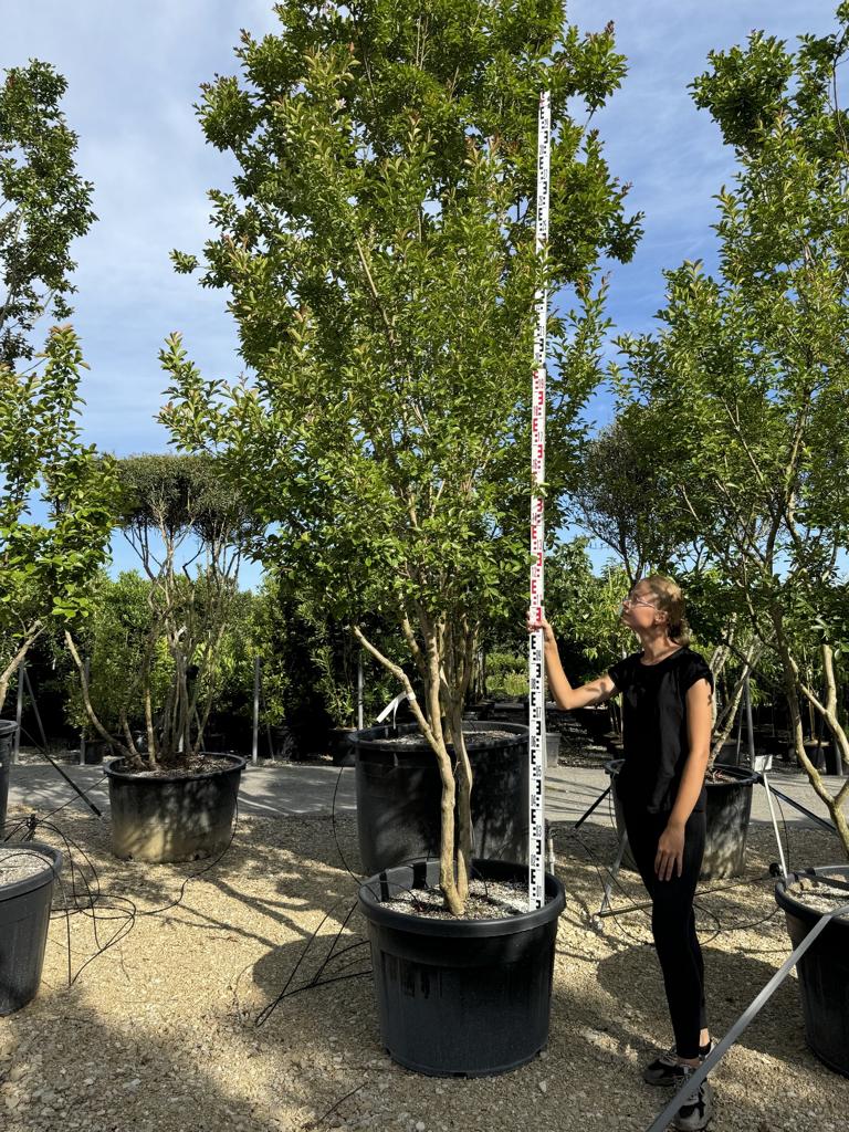 Lagerstroemia indica 'Monbazillac'