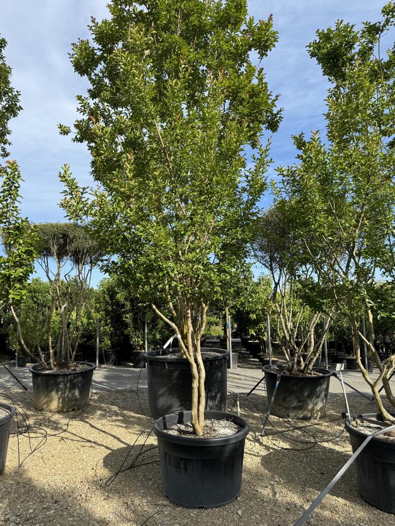 Lagerstroemia indica 'Monbazillac'