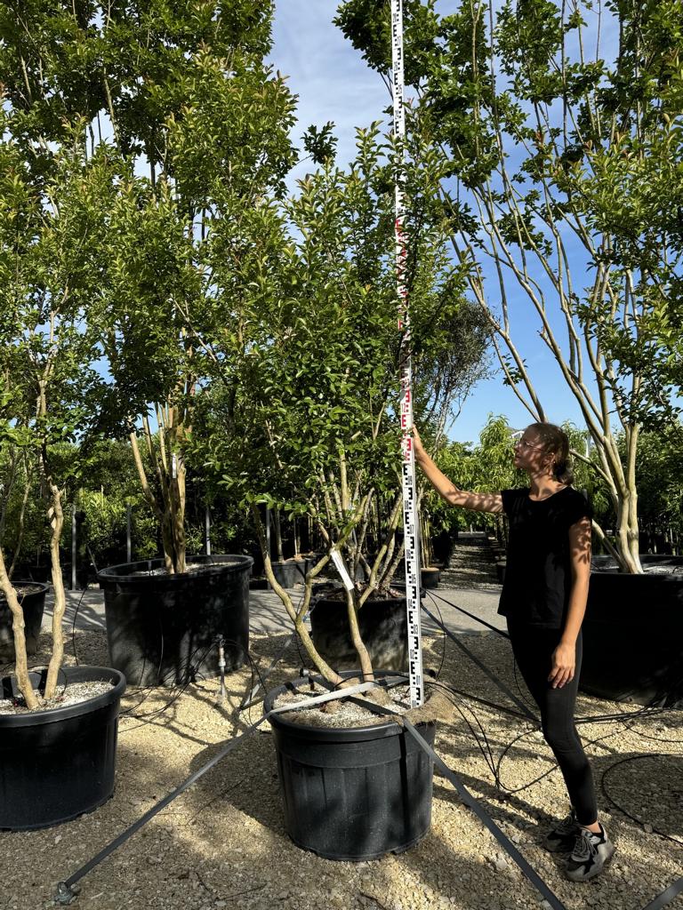 Lagerstroemia indica 'Monbazillac'