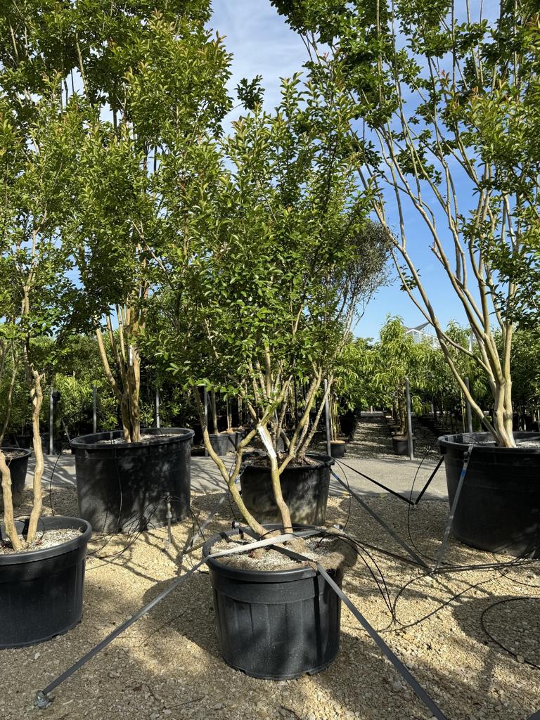 Lagerstroemia indica 'Monbazillac'