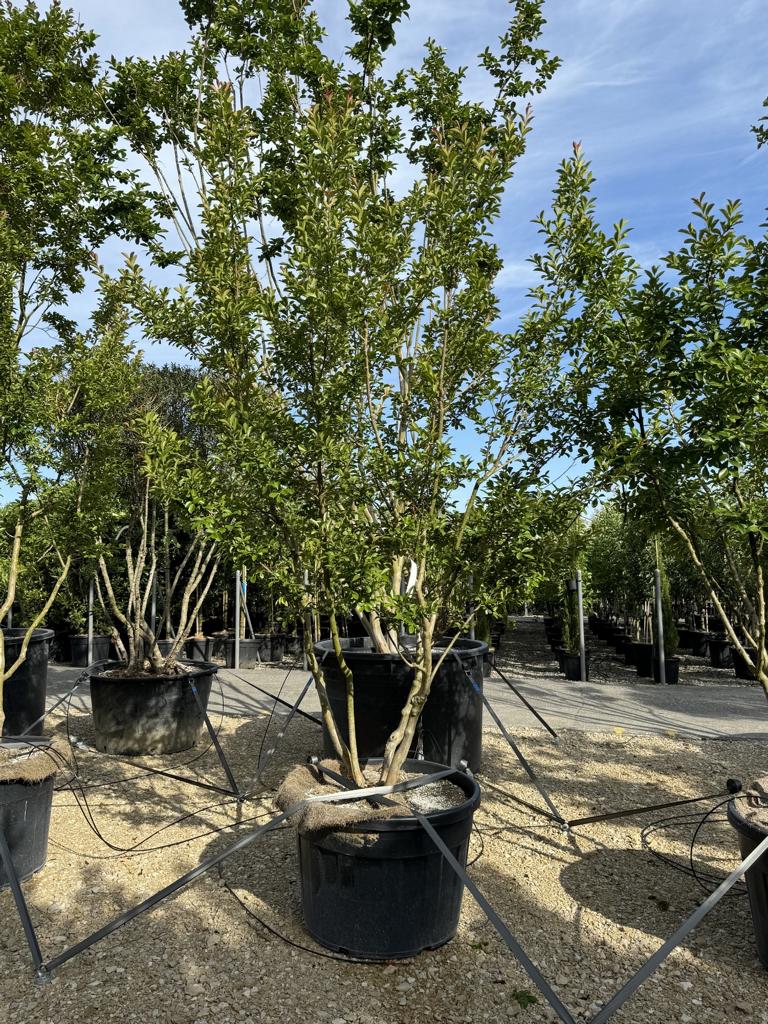 Lagerstroemia indica 'Monbazillac'