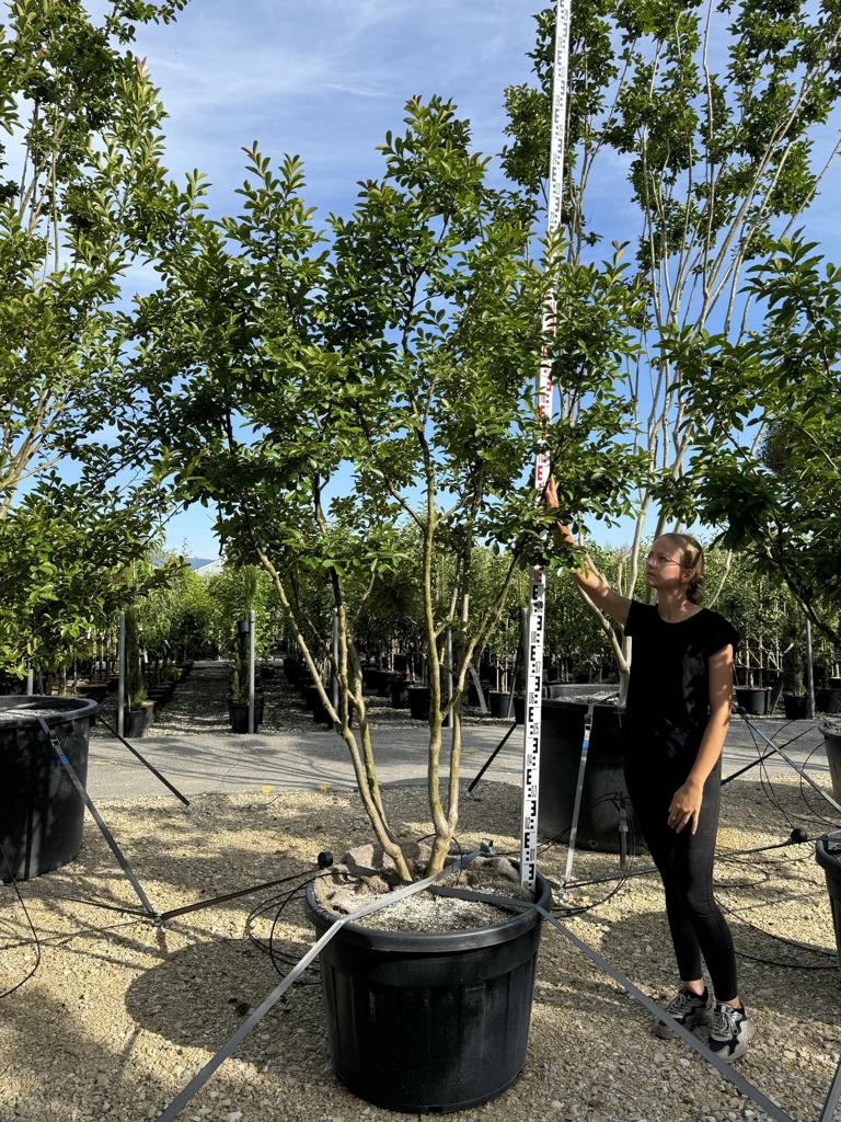 Lagerstroemia indica 'Monbazillac'