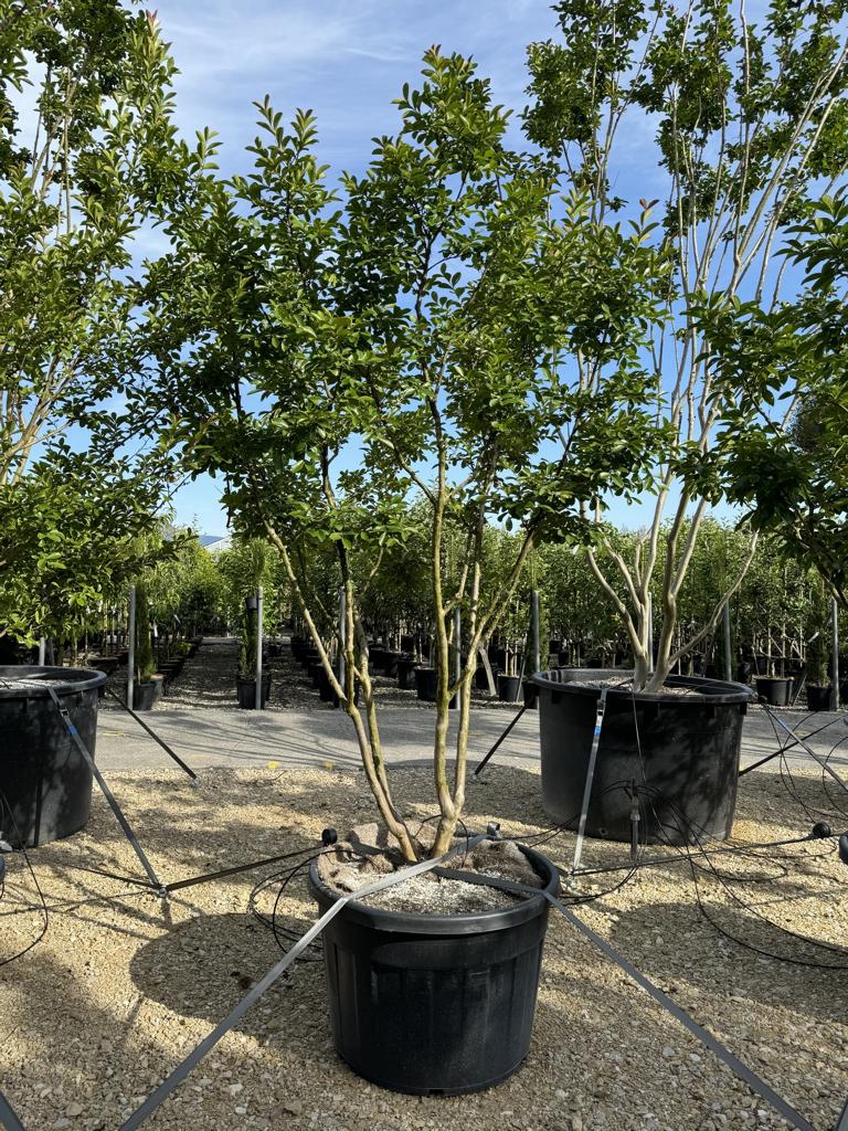 Lagerstroemia indica 'Monbazillac'