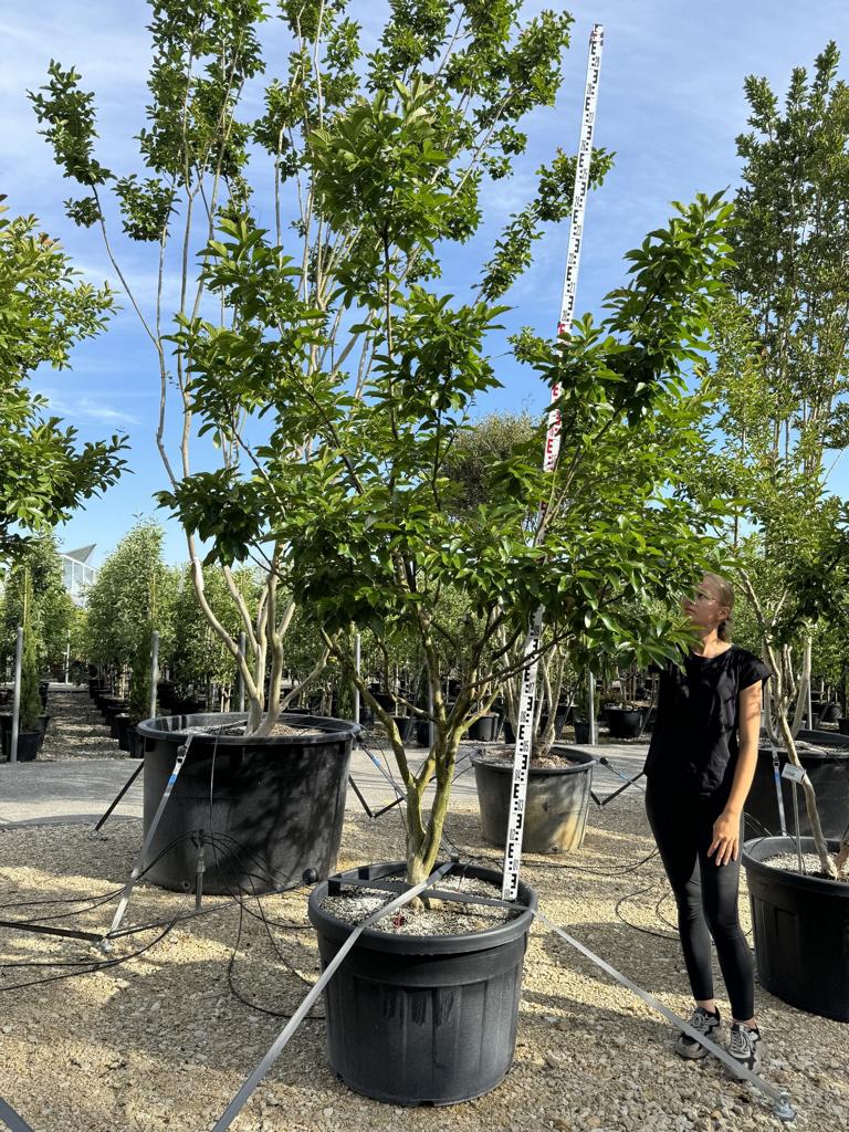 Lagerstroemia indica 'Monbazillac'