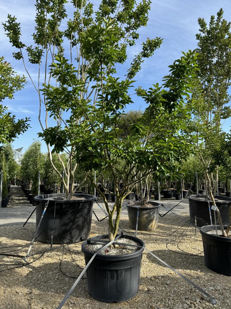 Lagerstroemia indica 'Monbazillac'