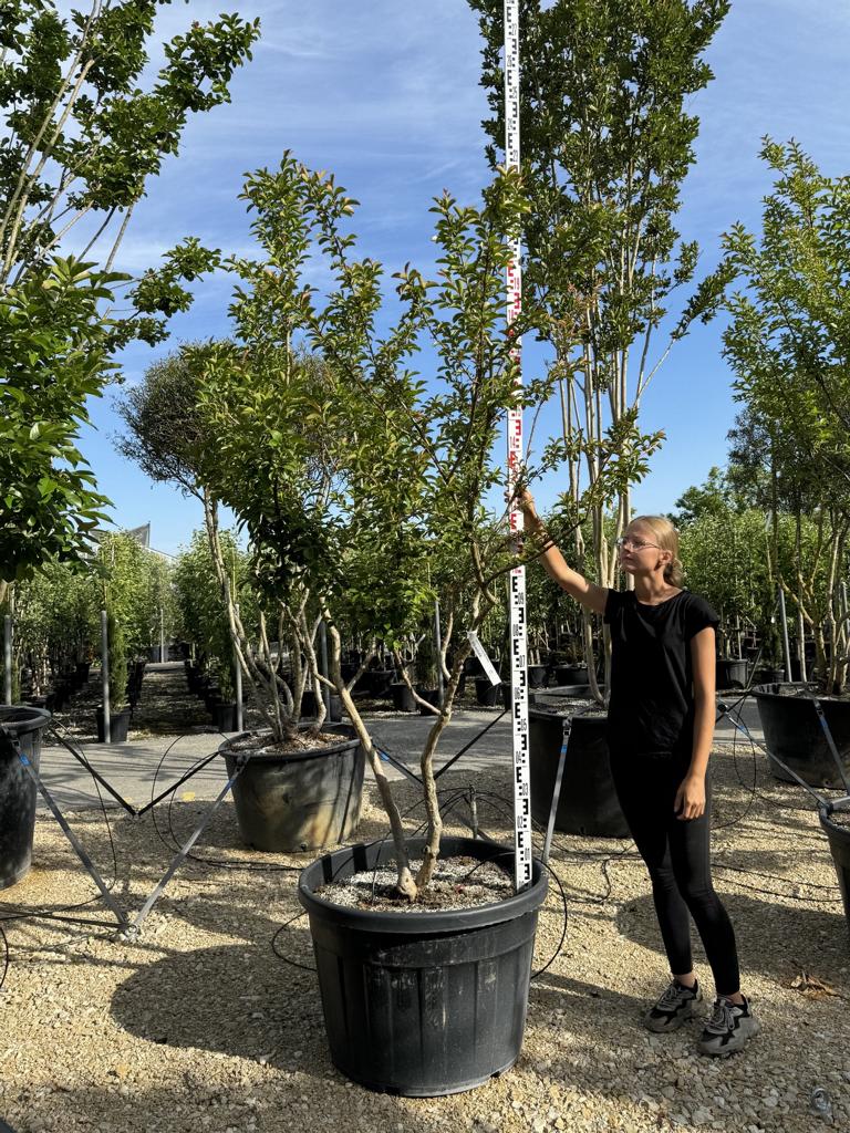 Lagerstroemia indica 'Monbazillac'