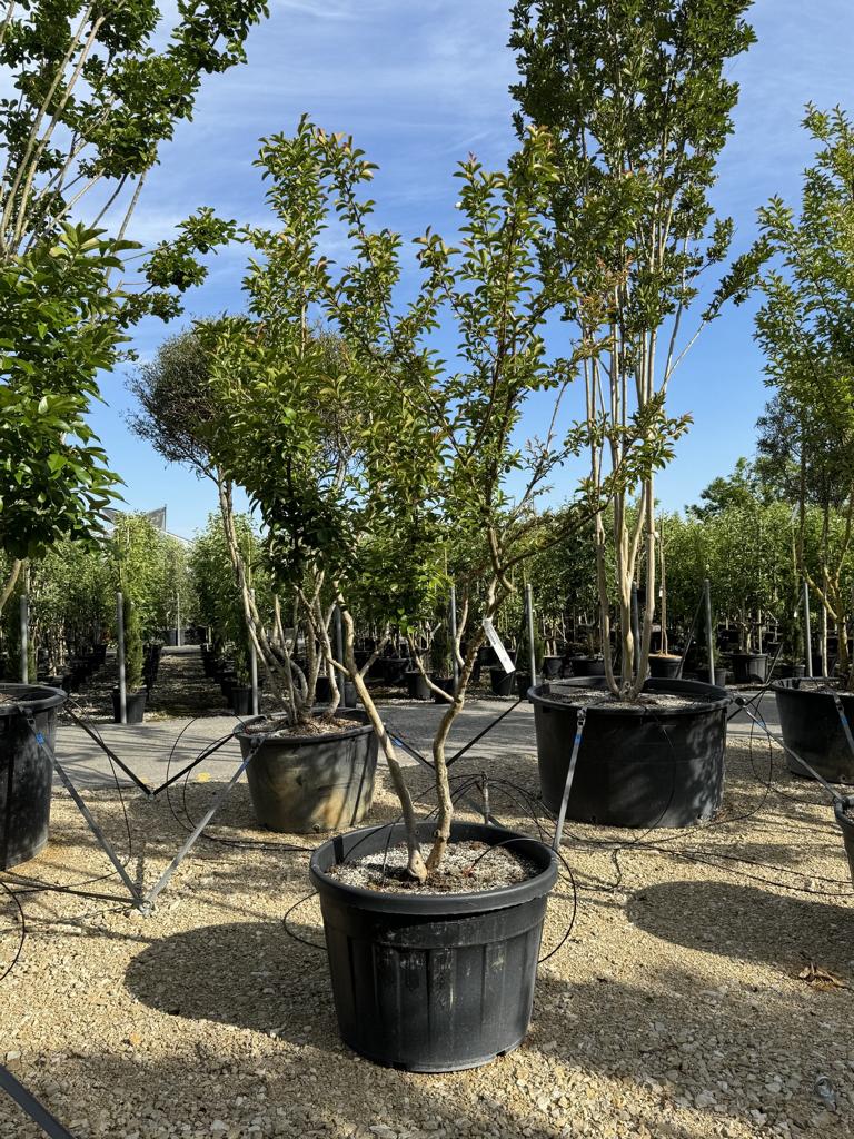 Lagerstroemia indica 'Monbazillac'