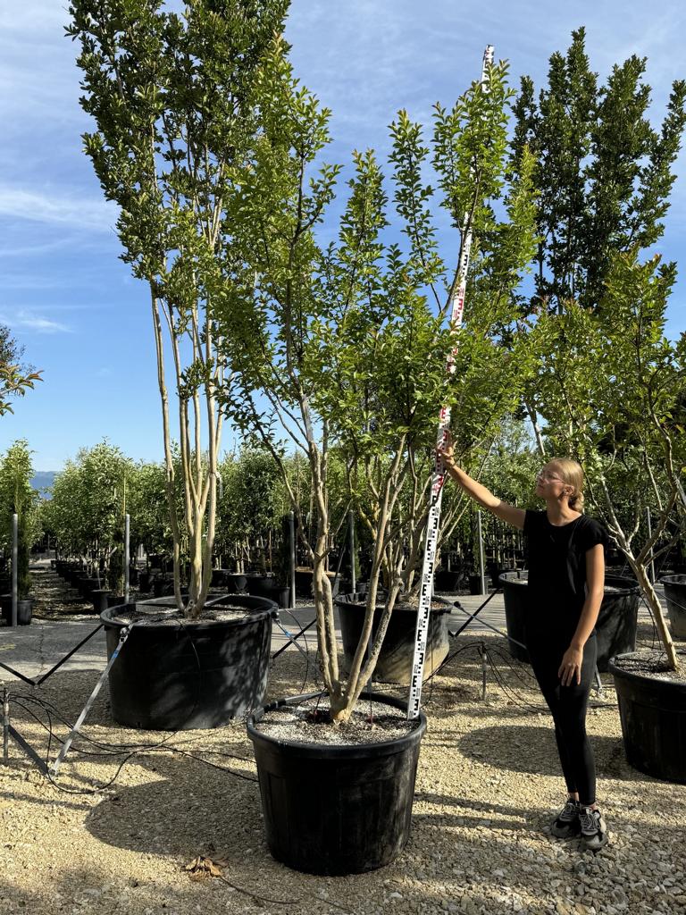 Lagerstroemia indica 'Monbazillac'