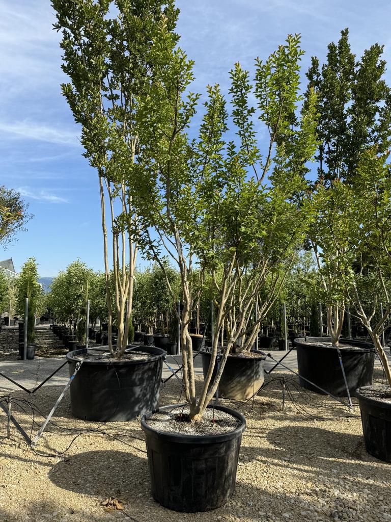 Lagerstroemia indica 'Monbazillac'