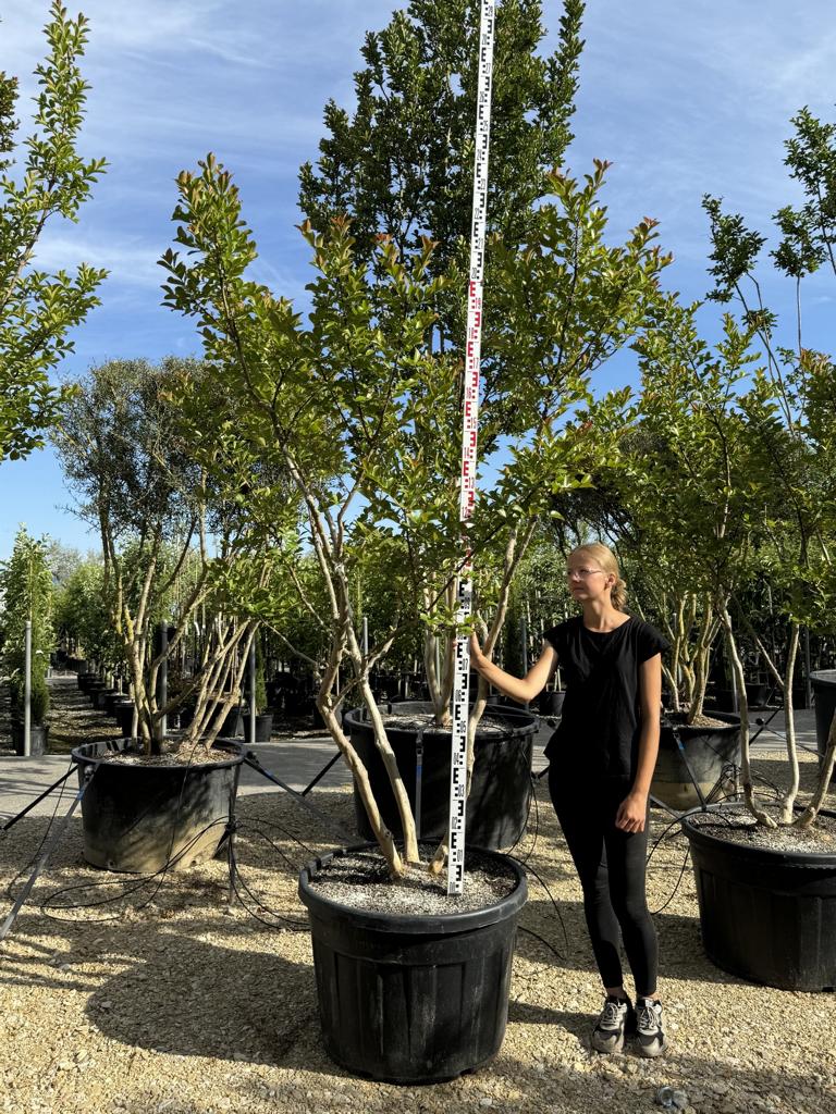 Lagerstroemia indica 'Neige d'Été'