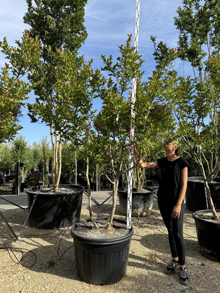 Lagerstroemia indica 'Neige d'Été'