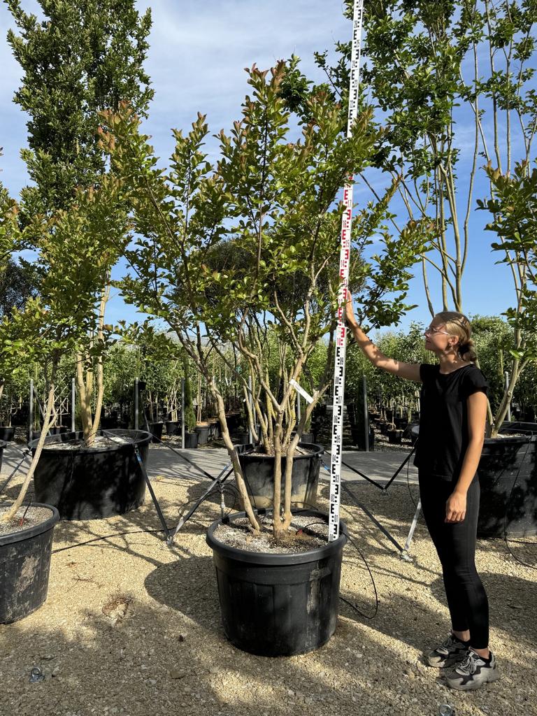 Lagerstroemia indica 'Neige d'Été'