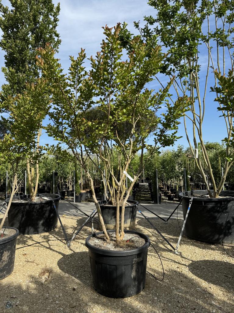 Lagerstroemia indica 'Neige d'Été'