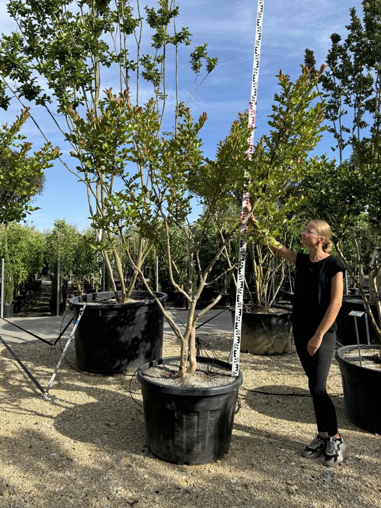 Lagerstroemia indica 'Neige d'Été'